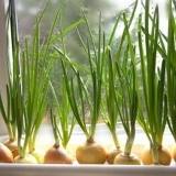 Kako uzgajati zeleni luk bez zemlje